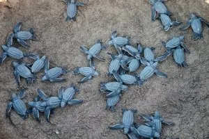 turtles, Xpu-ha Beach, hidden beaches Mexico