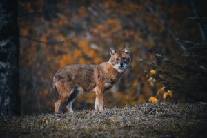 Dhole, Indian Wild Dog, endangered animal in India