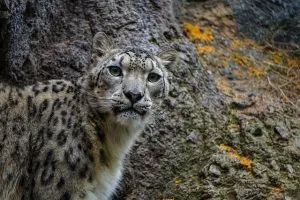 snow-leopard, endangered-animal-in-India