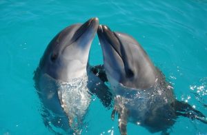best-place-to-swim-with-dolphins-in-Cancun
