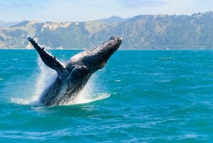 whale watching Mexico, whale shark in the water, The Best Whale Watching Spots in Mexico