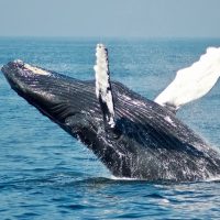 whale watching Mexico, The Best Whale Watching Spots in Mexico