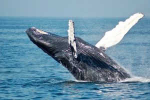 whale watching Mexico, The Best Whale Watching Spots in Mexico