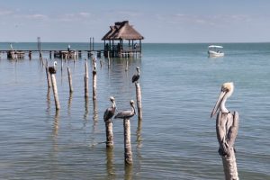Campeche-Mexico-beaches, Isla Aguada, Birds,,