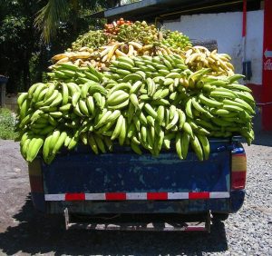 truck full of banana, where to stay in panama city panama