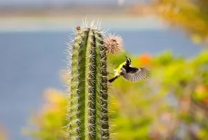 Bonaire Beaches, humming bird