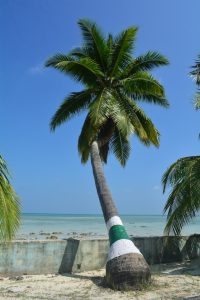 Saint Thomas US Virgin Islands, palm tree