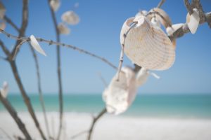 Amelia Island beaches Florida, seashells