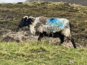 best-time-to-visit-ireland, a sheep