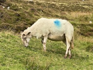 best-time-to-visit-ireland, and more sheep