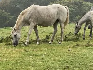 best-time-to-visit-ireland, horses, castle hotels in Ireland