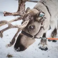 a moose, Christmas in Dublin