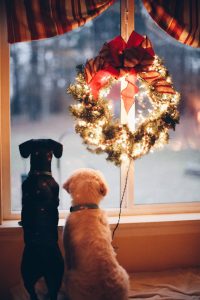 Christmas in Dublin, two dogs looking out
