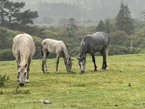 horses, family trip to Ireland, Castle hotels in Ireland