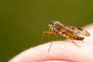 mosquitoes, Mosquitoes in Alaska | How to Avoid the Bugs