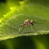 Mosquitoes, Mosquitoes in Alaska | How to Avoid the Bugs