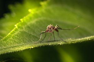 Mosquitoes, Mosquitoes in Alaska | How to Avoid the Bugs