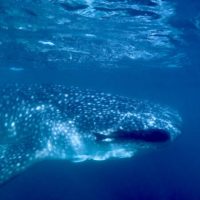 Whale Shark Snorkeling in La Paz