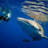 bEST TIME FOR WHALESHARK TOUR IN CANCUN