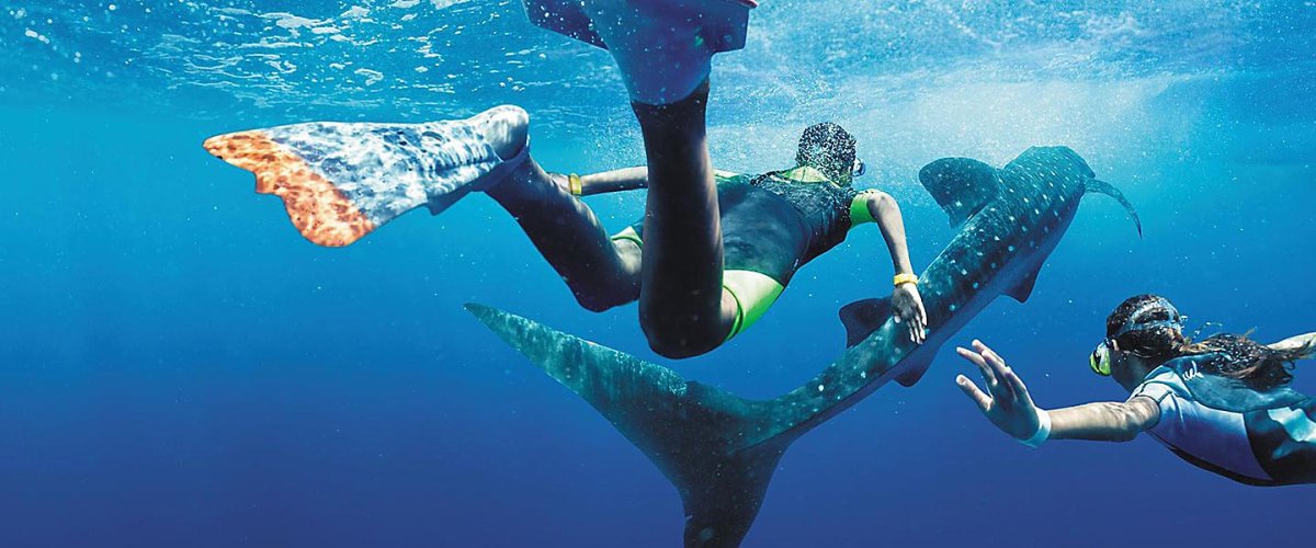 Whale Shark Snorkeling in La Paz (2023) A Lifetime Adventure