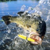 Guided Mexico Bass Fishing Trips