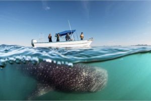 WHALE SHARK TOURS